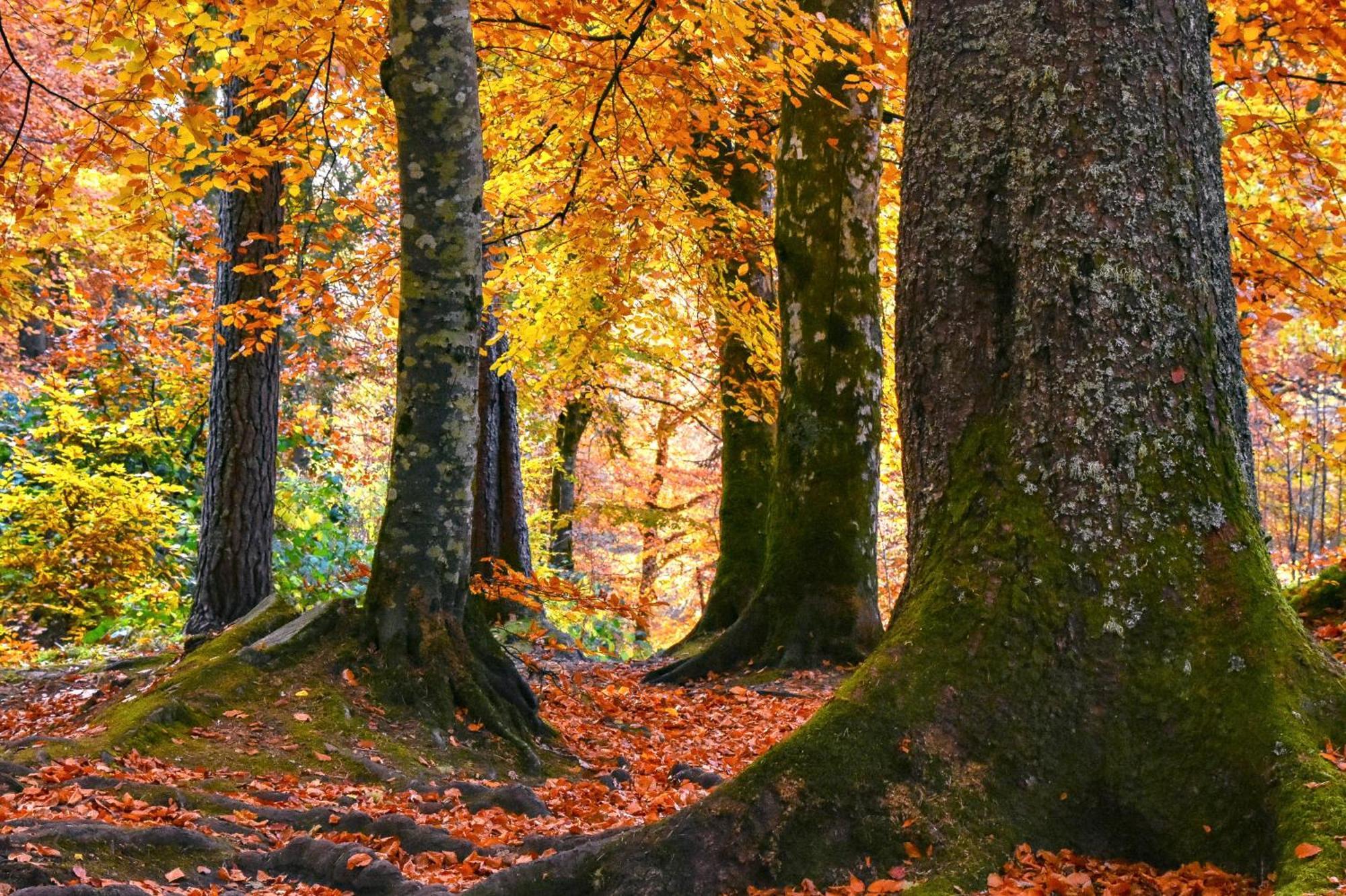 Craik Na Dav B&B Invermoriston Bagian luar foto